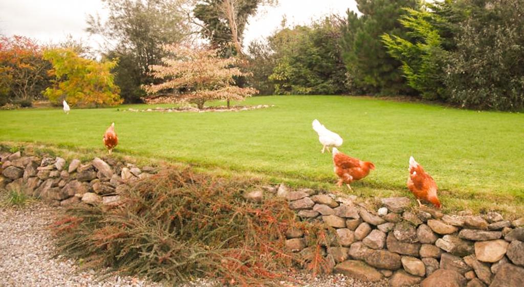 The Well Meadow B&B Nenagh Exteriör bild